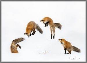 Red Fox in Yellowstone National Park