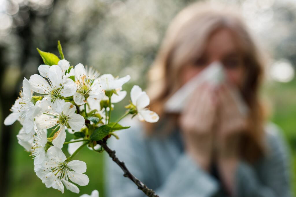 Woman effected with allergies, sneezing and blowing her nose. 