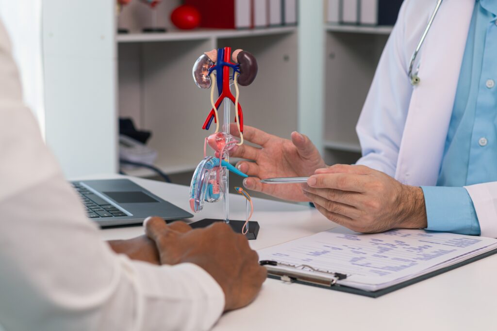 A doctor points to a model of the human urinary system, explaining to a patient. They sit at a desk with a laptop and clipboard with notes. The setting is a medical office with shelves and books in the background.