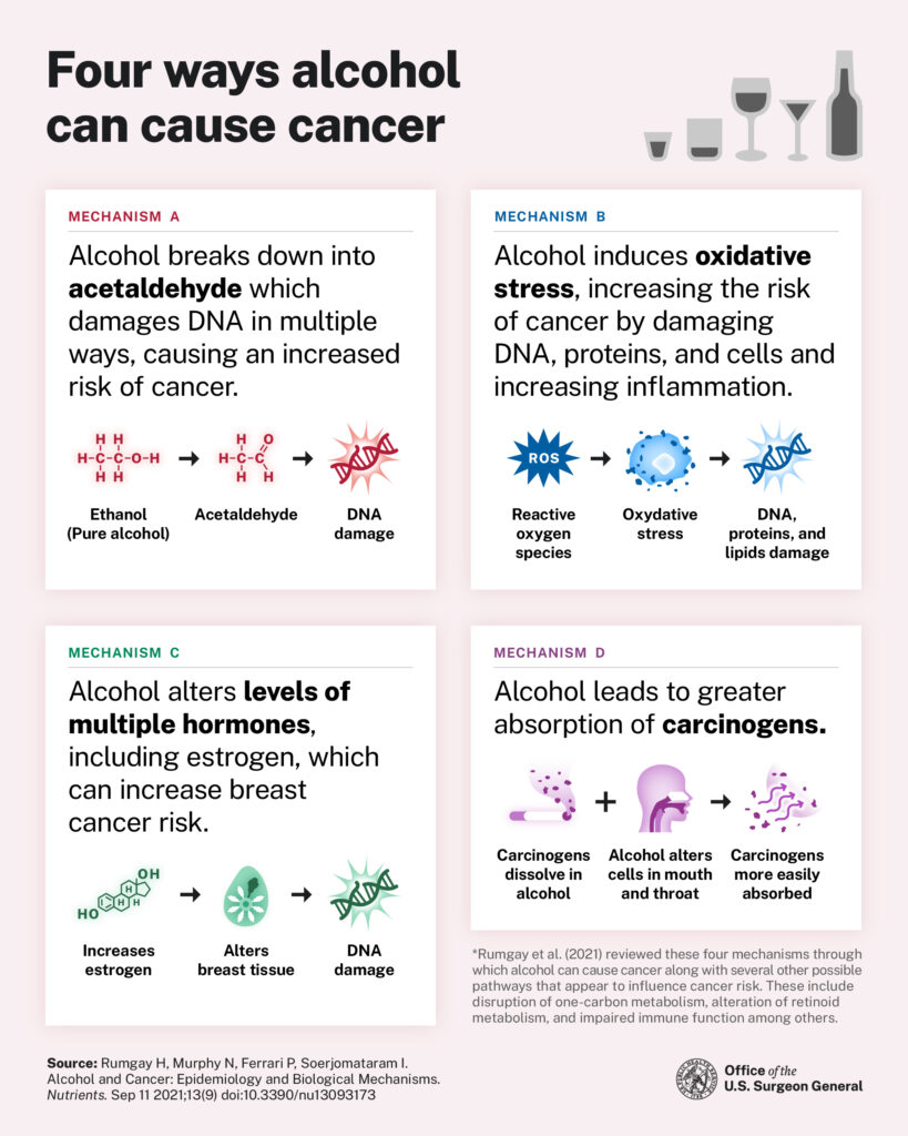 Purpose of this image to display the relationship between Alcohol and Cancer. Infographic titled "Four ways alcohol can cause cancer" with diagrams: A) Acetaldehyde formation, B) Oxidative stress, C) Hormone level changes, D) Carcinogen absorption. Includes footnote with study reference and US Surgeon General's logo.