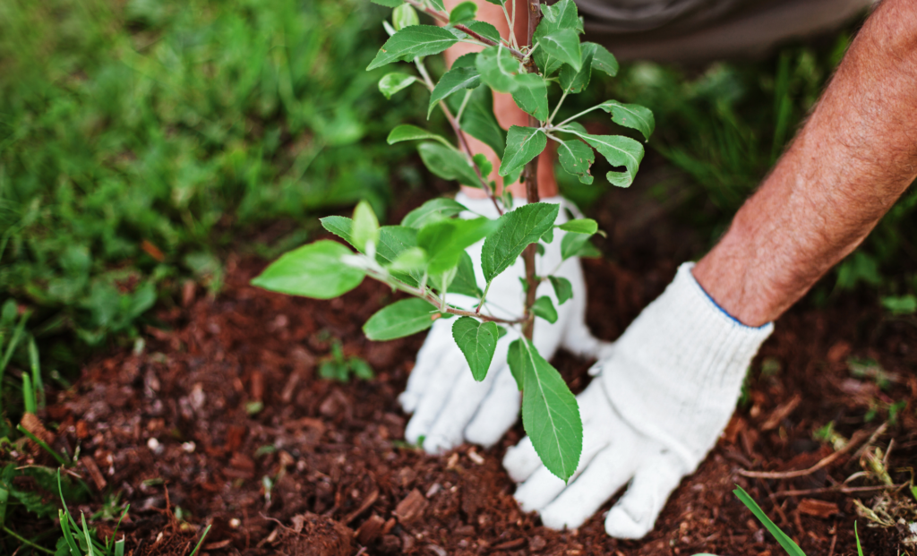 A person wearing white gloves is planting a young green sapling in soil, surrounded by grass and mulch in an outdoor garden.